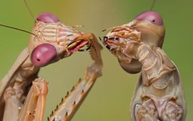 অ্যান্টি আইরেন ভ্লাডি